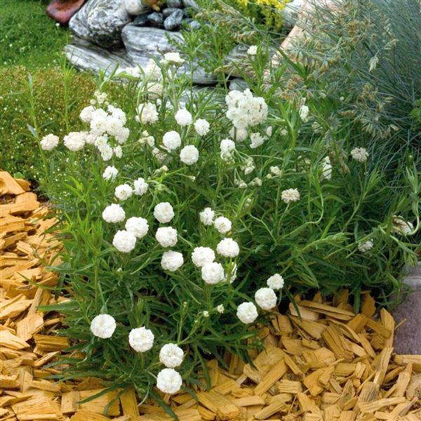 Achillea Other Marshmallow - Landscape