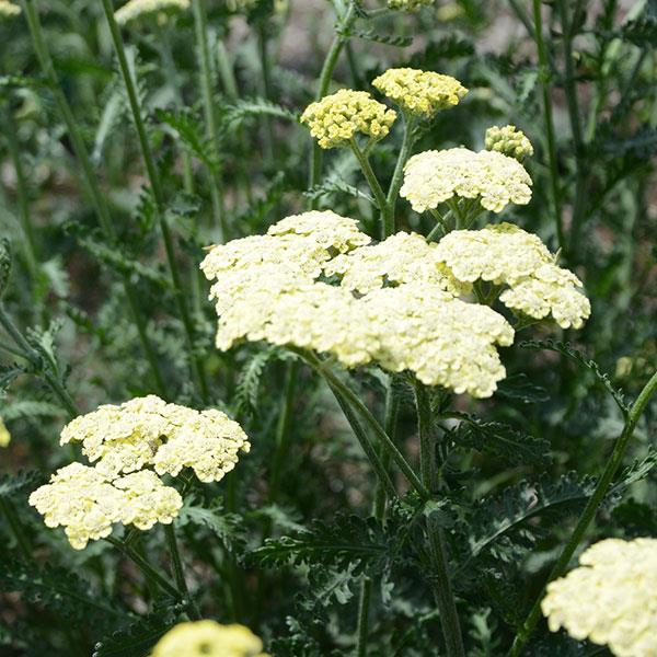Achillea Moon Dust - Bloom