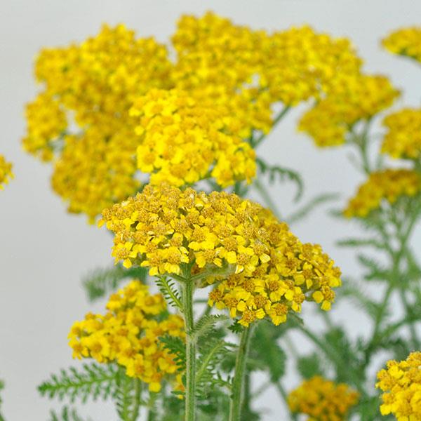 Achillea millefolium Little Moonshine - Bloom