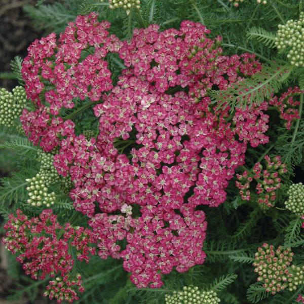 Achillea millefolium Seduction Saucy - Bloom