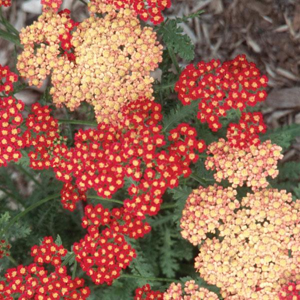 Achillea millefolium Seduction Strawberry - Bloom