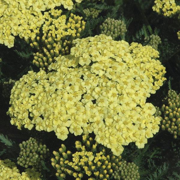 Achillea millefolium Seduction Sunny - Bloom
