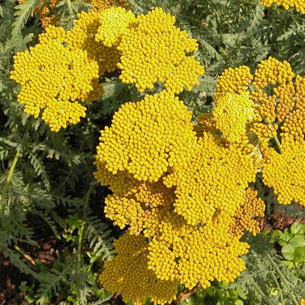 Achillea Other Coronation Gold - Bloom