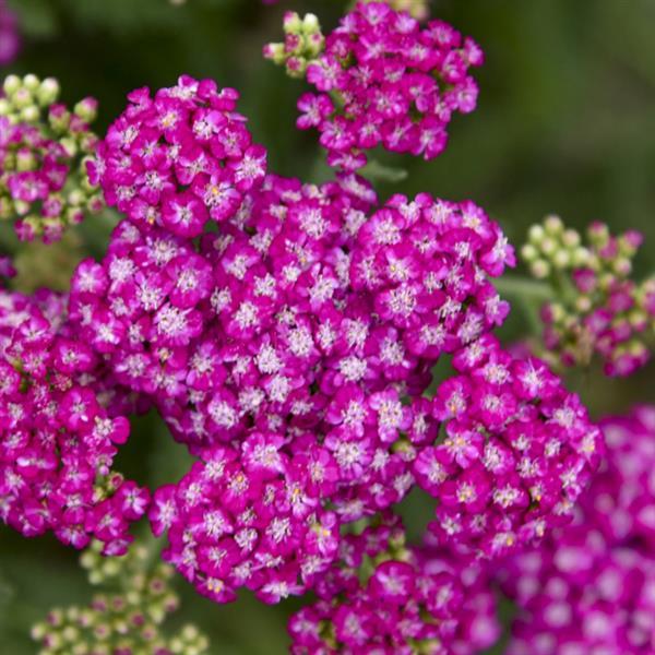 Achillea Firefly Fuchsia - Bloom