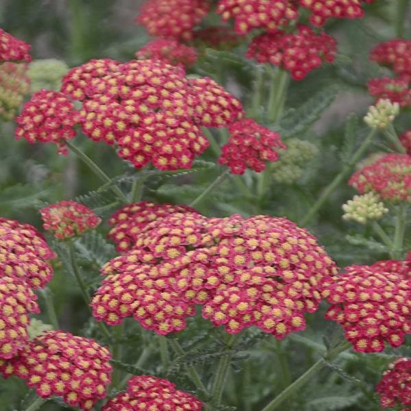 Achillea Firefly Red Pop - Bloom