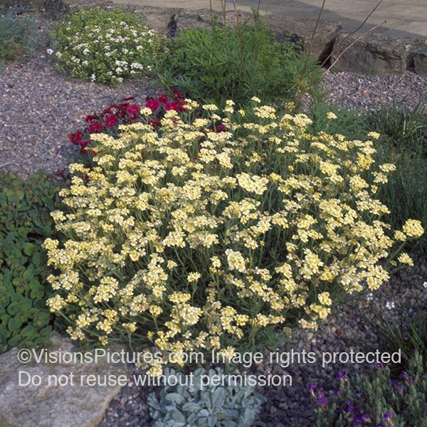 Achillea x lewisii Other King Edward - Bloom