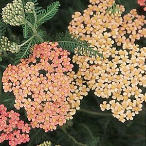 Achillea millefolium Appleblossom - Bloom