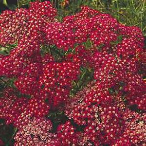 Achillea millefolium Other Cerise Queen - Bloom