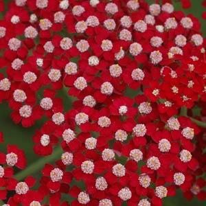 Achillea millefolium Laura - Bloom