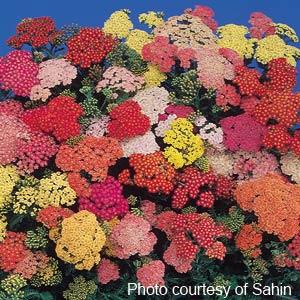 Achillea millefolium Summer Pastels - Bloom