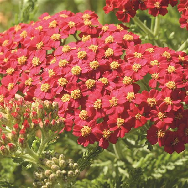 Achillea millefolium Paprika - Bloom