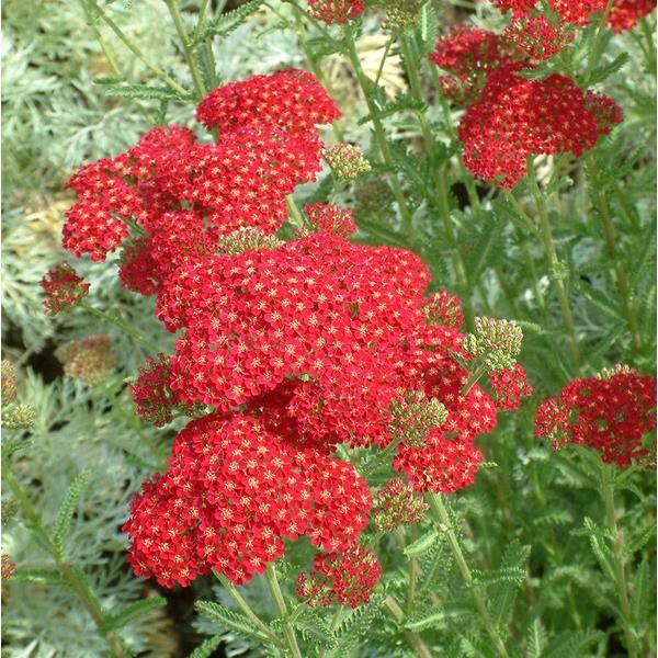 Achillea millefolium Red Velvet - Bloom