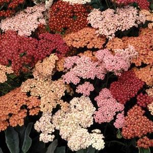 Achillea millefolium Summer Berries - Bloom