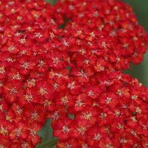 Achillea millefolium Pretty Woman - Bloom