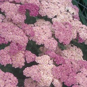 Achillea millefolium Pretty Belinda - Bloom