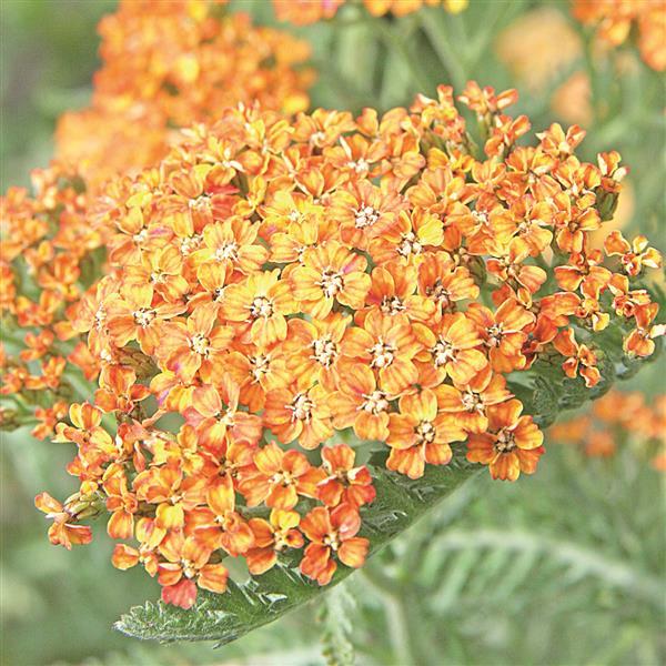 Achillea millefolium Terracotta - Bloom