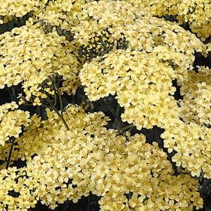Achillea millefolium Marie Ann - Bloom