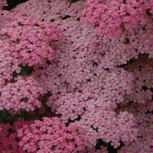 Achillea millefolium Little Susie - Bloom