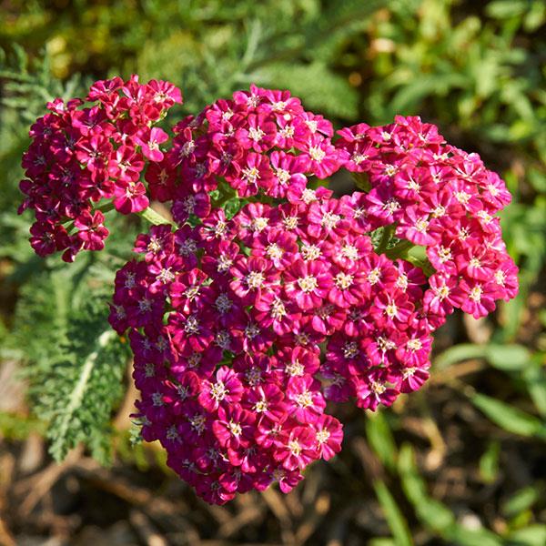Achillea millefolium Ritzy Rose - Bloom