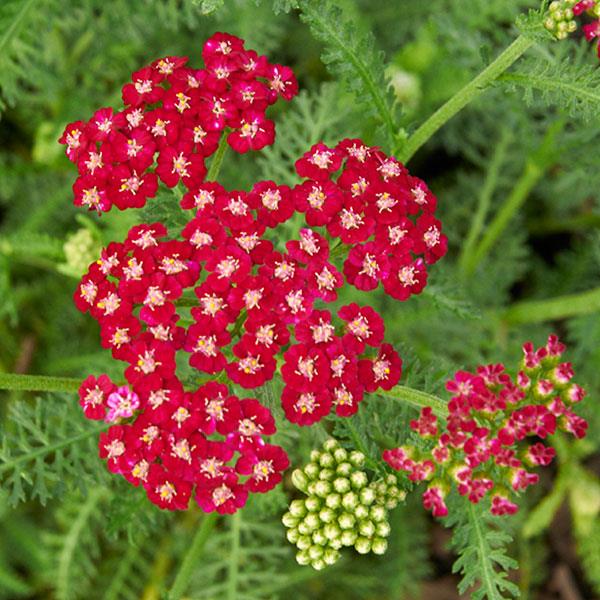 Achillea millefolium Ritzy Ruby - Bloom