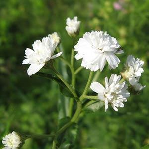 Achillea ptarmica The Pearl - Bloom