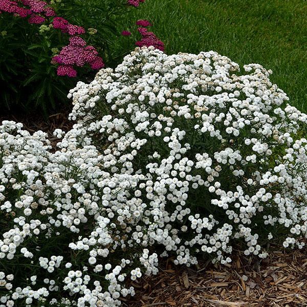 Achillea ptarmica Other Peter Cottontail - Garden