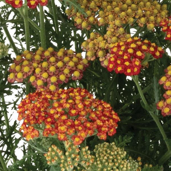 Achillea Sea Breeze Red - Bloom