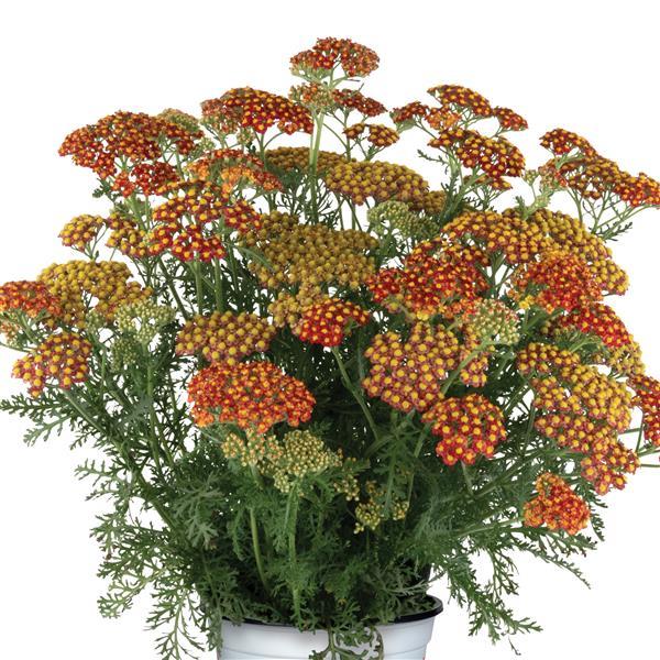 Achillea Sea Breeze Red - Container