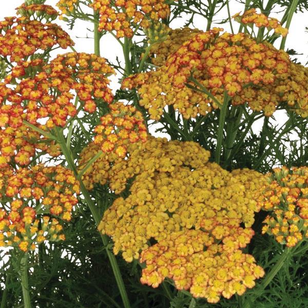 Achillea Sea Breeze Rose - Bloom