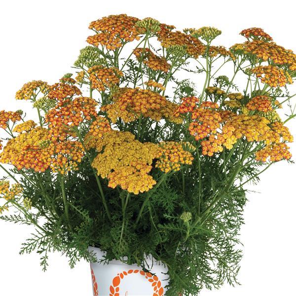 Achillea Sea Breeze Rose - Container