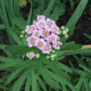 Achillea sibirica Other Love Parade - Bloom