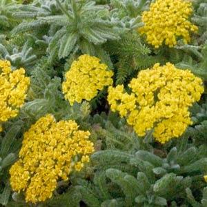 Achillea tomentosa Other Goldie - Bloom