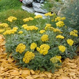 Achillea tomentosa Other Goldie - Garden