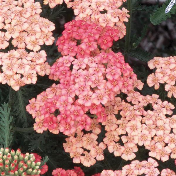 Achillea millefolium Tutti Frutti Apricot Delight - Bloom