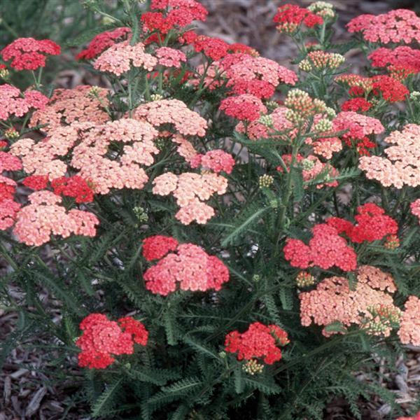 Achillea millefolium Tutti Frutti Apricot Delight - Garden
