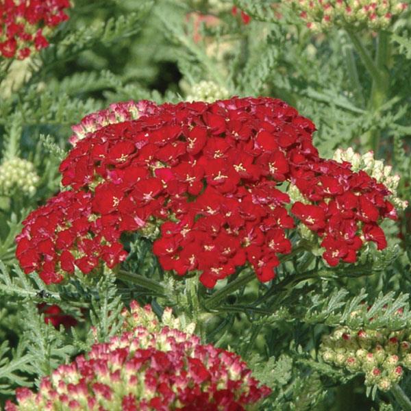 Achillea millefolium Tutti Frutti Pomegranate - Bloom