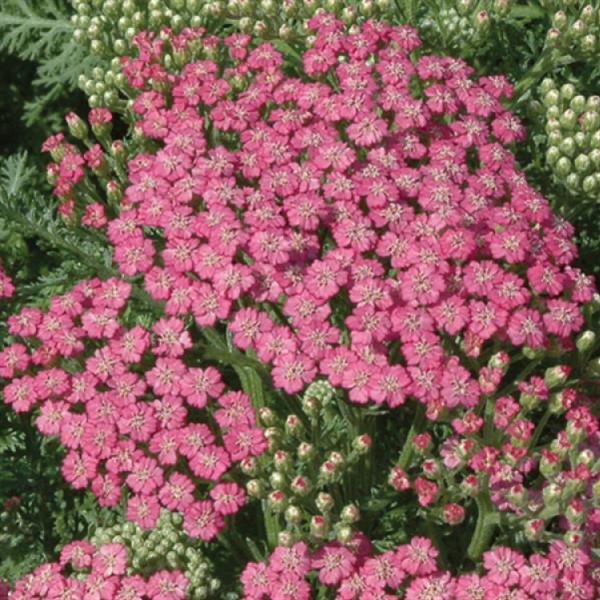 Achillea millefolium Tutti Frutti Pink Grapefruit - Bloom