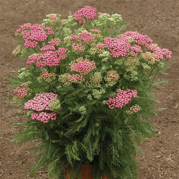 Achillea millefolium Tutti Frutti Pink Grapefruit - Container