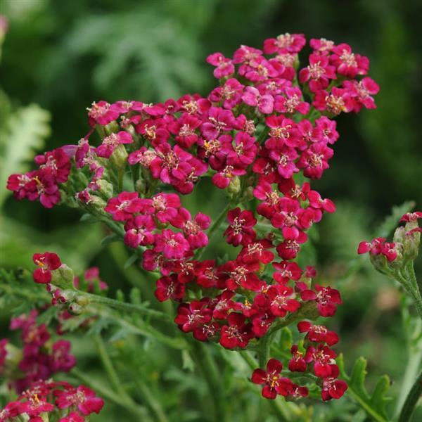 Achillea New Vintage Red - Bloom
