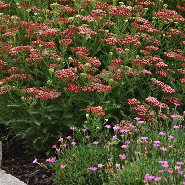 Achillea New Vintage Red - Landscape