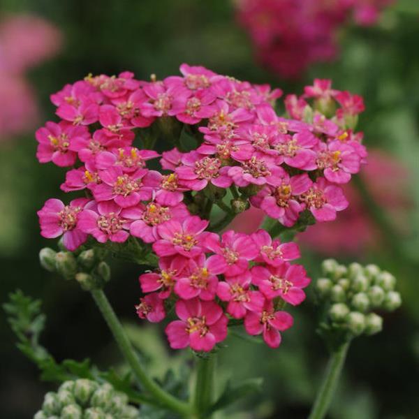 Achillea New Vintage™ Rose - Bloom