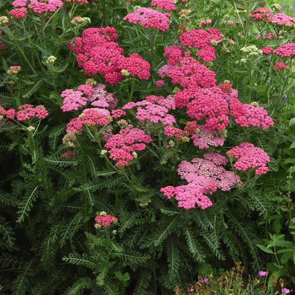 Achillea New Vintage Rose - Landscape