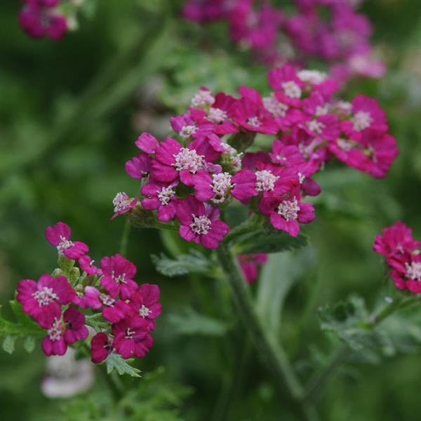 Achillea New Vintage™ Violet - Bloom
