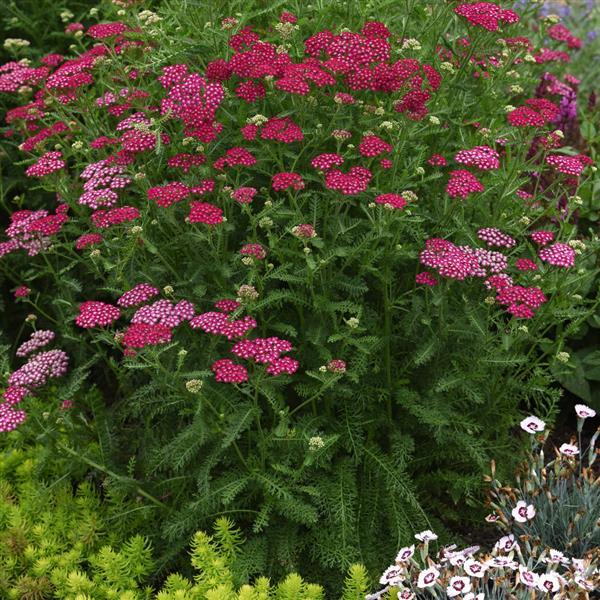 Achillea New Vintage Violet - Landscape