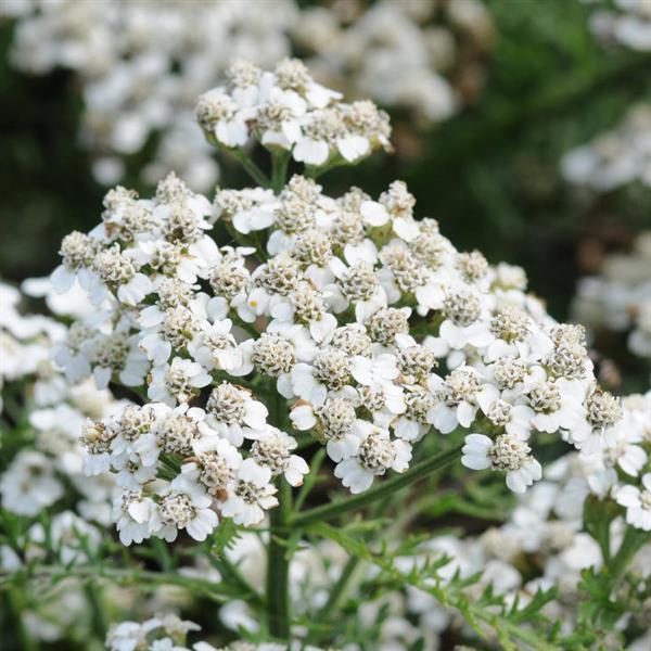 Achillea New Vintage™ White - Bloom