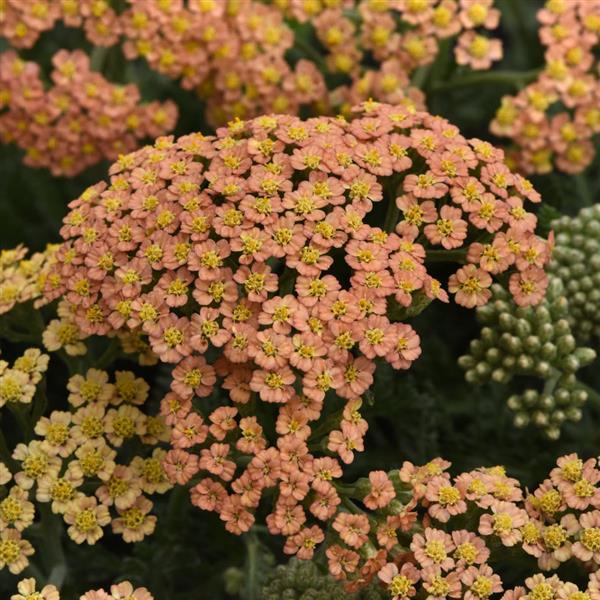 Achillea New Vintage™ Terracotta - Bloom