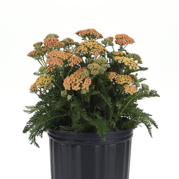 Achillea New Vintage Terracotta - Container