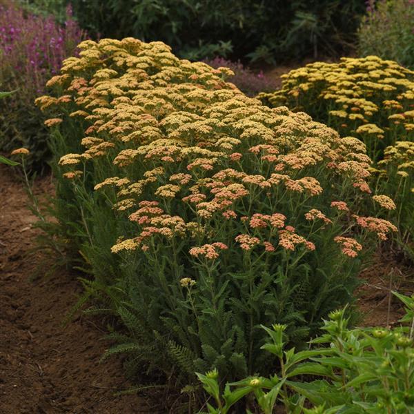 Achillea New Vintage Terracotta - Garden
