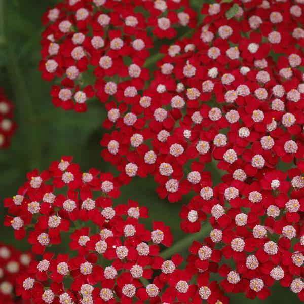 Achillea Song Siren Laura - Bloom