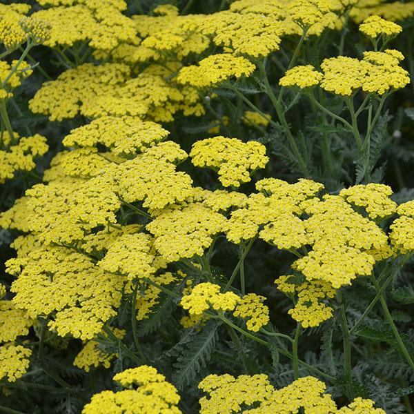 Achillea millefolium Sassy Summer Lemon - Bloom